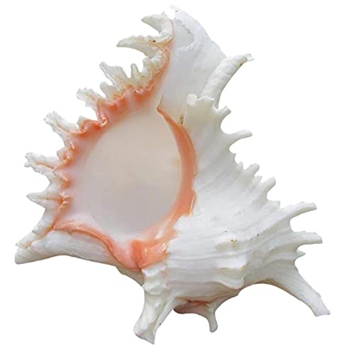 TOSSPER 1 Stück 11-12 cm Queen Nautical Shells Conch Natural Beach Ozean Home Decoration TOSSPER 1 Stück 11-12 cm Queen Nautical Shells Conch Natural Beach Ozean Home Decoration von TOSSPER