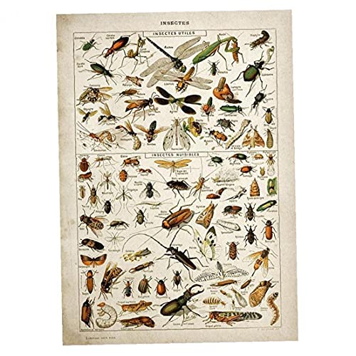 TOSSPER Vintage Insekten Poster Schmetterlinge Bienen-Wand-Kunst-Aufkleber Biologie Grafik Lehre Tapete Für Schlafzimmer Wohnzimmer Kinderzimmer von TOSSPER