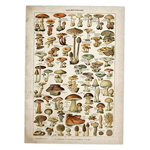 TOSSPER Vintage Poster Antike Blumenleinwand Drucken Kunst Botanische Pädagogische Plakat Pilz Wandkunst Wohnkultur Leinwand Malerei, 30*40cm von TOSSPER