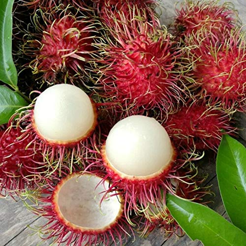 TOYHEART 10 Stück Premium-Fruchtsamen, Rambutan-Samen Frische Nahrhafte Kleine Natürliche Nephelium Lappaceum-Samen Für Den Garten rot von TOYHEART