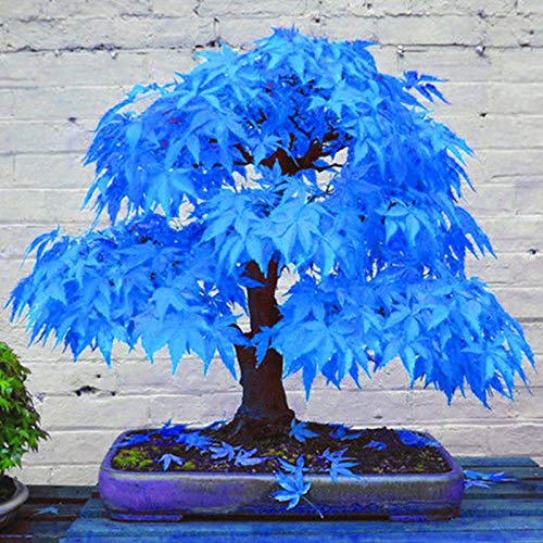 TOYHEART 100 Stück Premium Blumensamen, Ahornbaumsamen Attraktive Schöne Charmante Bonsai Blue Maple Tree Samen Für Den Haushalt Blau von TOYHEART