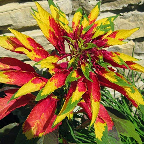 TOYHEART 100 Stück Premium Blumensamen, Amaranthus Tricolor Seeds Natürliche Hilfe Zur Entspannung DIY Nicht-GVO-Gemüsesamen Für Zu Hause rot von TOYHEART