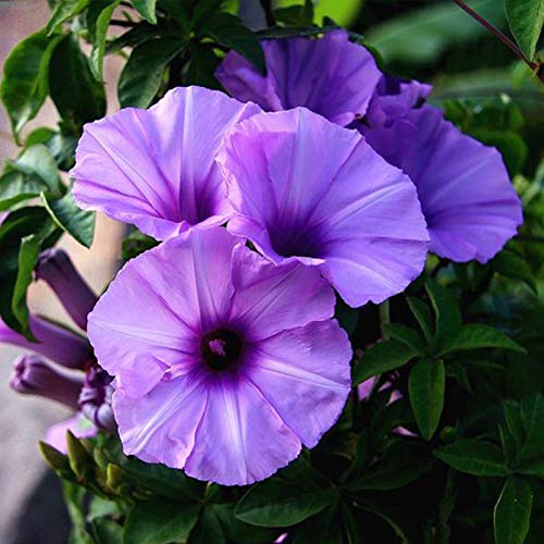 TOYHEART 100 Stück Premium Blumensamen, Blumensamen Morning Glory Desktop Ornamente Lila Blumentopf Bonsai Blumensamen Für Büro Morning Glory Seeds von TOYHEART