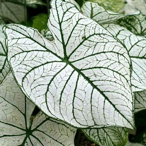 TOYHEART 100 Stück Premium Blumensamen, Caladium Vent Seeds Großes Blatt Mix Farbe Zier Rustikale Caladium Vent Seeds Für Zuhause 1 von TOYHEART