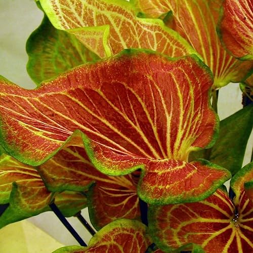 TOYHEART 100 Stück Premium Blumensamen, Caladium Vent Seeds Großes Blatt Mix Farbe Zier Rustikale Caladium Vent Seeds Für Zuhause 5 von TOYHEART