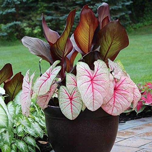 TOYHEART 100 Stück Premium Blumensamen, Caladium Vent Seeds Großes Blatt Mix Farbe Zier Rustikale Caladium Vent Seeds Für Zuhause 7 von TOYHEART