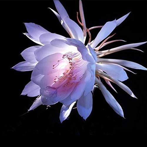 TOYHEART 100 Stück Premium Blumensamen, Epiphyllum Samen Schöne Mehrjährige Tragbare Produktive Gesunde Blumensamen Für Den Garten Gelb von TOYHEART