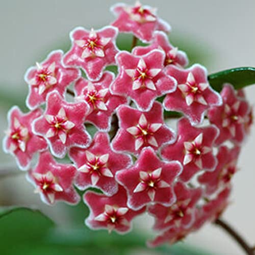 TOYHEART 100 Stück Premium-Blumensamen, Hoya Pubicalyx-Samen Lebensfähig Einfach Zu Pflanzen Frische Aromatische Porzellan-Blumensämlinge Für Den Park rot von TOYHEART