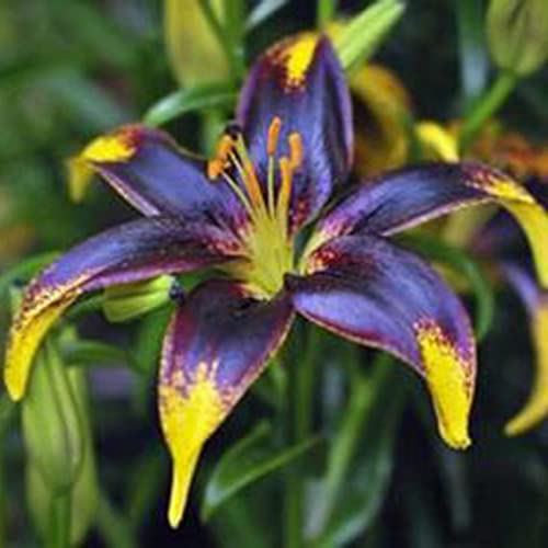 TOYHEART 100 Stück Premium Blumensamen, Lily Bulbs Non-GMO Zierpflanzen Mischfarbe Blütenblatt Office Desktop Blumensamen Für Zu Hause Blau von TOYHEART