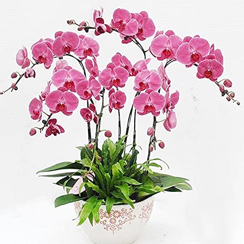 TOYHEART 100 Stück Premium Blumensamen, Phalaenopsis Samen Orchideenblüte Bonsai Pflanzen Mehrfarbige Blüte Indoor Outdoor Garten Sämlinge Für Zu Hause Rosa von TOYHEART