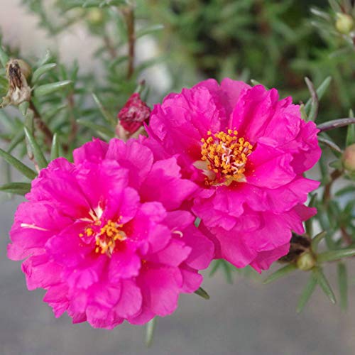 TOYHEART 100 Stück Premium Blumensamen, Portulaca Grandiflora Samen Dekorativ Attraktiv Schöne Farbe Portulaca Grandiflora Samen Für Den Haushalt Lila von TOYHEART