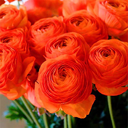 TOYHEART 100 Stück Premium-Blumensamen, Ranunculus Asiaticus-Samen Ohne GVO Verschönern Von Hell Gefärbten, Hoch Ertragreichen Blumensamen Für Manor Orange 2 * von TOYHEART