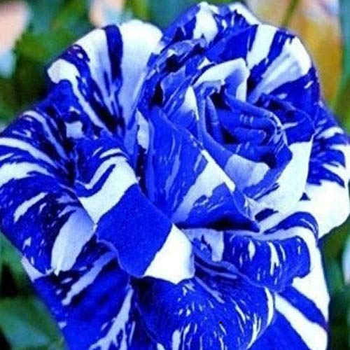 TOYHEART 100 Stück Premium Blumensamen, Rosensamen Seltene Produktive Blaue Bonsai Gartenpflanzen Blumensamen Für Balkon Blau von TOYHEART
