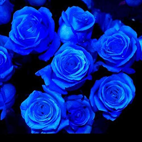 TOYHEART 100 Stück Premium Blumensamen, Rosensamen Süß Hohe Keimrate Mehrfarbige Mehrjährige Pflanze Bonsai Rose Blumensamen Für Hof Blau von TOYHEART