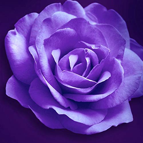 TOYHEART 100 Stück Premium Blumensamen, Rosensamen Süß Hohe Keimrate Mehrfarbige Mehrjährige Pflanze Bonsai Rose Blumensamen Für Hof Lila von TOYHEART