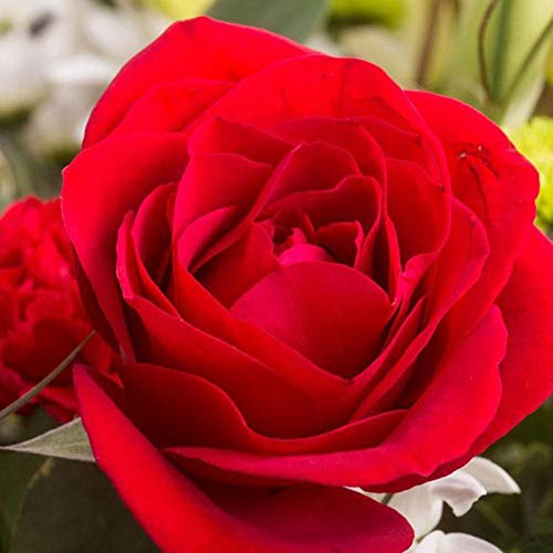 TOYHEART 100 Stück Premium Blumensamen, Rosensamen Süß Hohe Keimrate Mehrfarbige Mehrjährige Pflanze Bonsai Rose Blumensamen Für Hof rot von TOYHEART