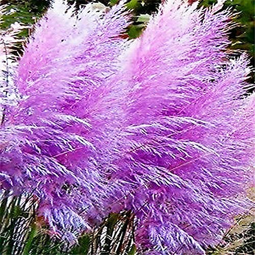 TOYHEART 100 Stück Premium Blumensamen, Schilfsamen Dekorative DIY Schöne Zierpampas Gras Schilf Samen Für Den Garten Lila von TOYHEART