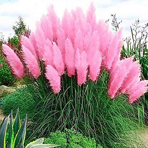 TOYHEART 100 Stück Premium Blumensamen, Schilfsamen Dekorative DIY Schöne Zierpampas Gras Schilf Samen Für Den Garten Rosa von TOYHEART