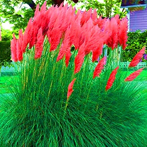 TOYHEART 100 Stück Premium Blumensamen, Schilfsamen Dekorative DIY Schöne Zierpampas Gras Schilf Samen Für Den Garten rot von TOYHEART