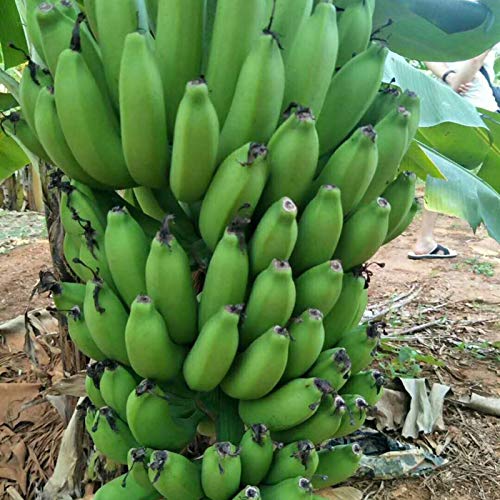 TOYHEART 100 Stück Premium-Fruchtsamen, Bananenpflanzen-Samen Starke Überlebensfähigkeit Hochertragige Mehrjährige Balkon-Bonsai-Sämlinge Für Die Farm Bananensamen von TOYHEART