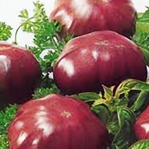 TOYHEART 100 Stück Premium Gemüsesamen, Lila Tomatensamen NON GMO Prolific Productive High Yield Tomatensamen Für Zuhause rot von TOYHEART
