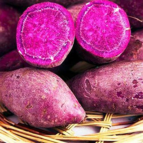 TOYHEART 100 Stück Premium Gemüsesamen, Süßkartoffelsamen Delicious Natural Purple Delicious Gemüsesamen Für Gewächshaus Lila von TOYHEART