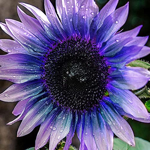 TOYHEART 100Pcs Premium Blumensamen, Sonnenblumenkerne Einfach Zu Züchtende Blühende Pflanzen Lila Seltene Exotische Blumensamen Für Den Hausgarten Lila von TOYHEART