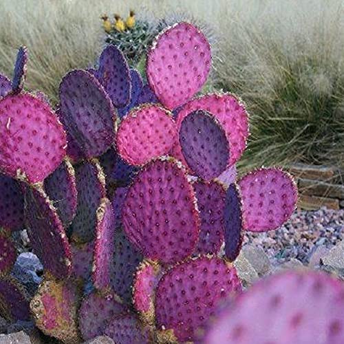 TOYHEART 20 Stück Premium Blumensamen, Opuntia Macrocentra Seeds Rare Good Harvest Mini Sukkulenten Feigenkaktus-Samen Für Den Außenbereich Lila von TOYHEART