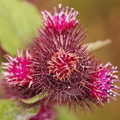 TOYHEART 200 Stück Premium-Blumensamen, Arctium Lappa-Samen Wunderschönes, Lebendiges, Schnell Wachsendes, Ausgezeichnetes Produkt, Das Großartige Klettensamen Zum Pflanzen Produziert rot von TOYHEART