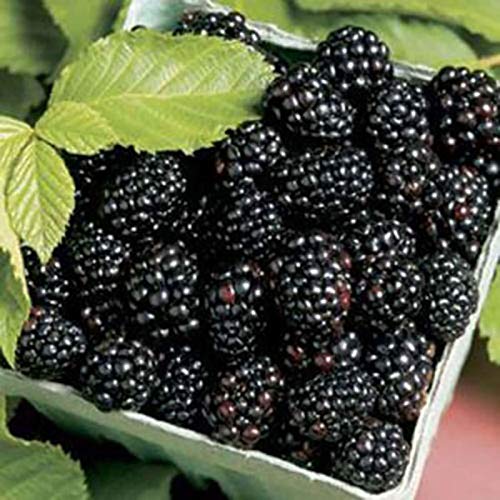 TOYHEART 200 Stück Premium-Fruchtsamen, Schwarze Himbeersamen Süße Nahrhafte Köstliche Schwarze Himbeerfruchtsamen Für Den Haushalt Blackberry Seeds # von TOYHEART