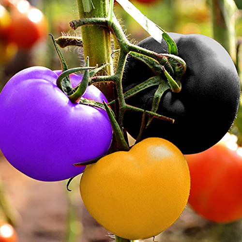TOYHEART 200 Stück Premium Gemüsesamen, Tomatensamen Süß Einfach Zu Lagern Produktives Gemüse Pflanzensamen Für Zu Hause Regenbogen von TOYHEART