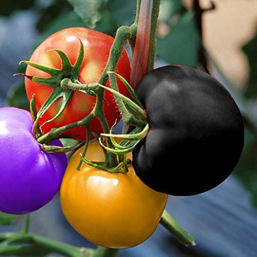 TOYHEART 200 Stück Premium Gemüsesamen, Tomatensamen Süß Einfach Zu Lagern Produktives Gemüse Pflanzensamen Für Zu Hause Schwarz von TOYHEART
