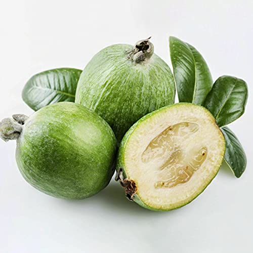 TOYHEART 200Pcs Premium Blumensamen, Acca Sellowiana Seeds Nahrhafte Essbare Kompakte Immergrüne Ananas-Guave-Samen Für Den Garten Grün von TOYHEART
