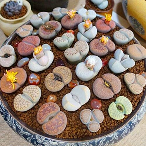 TOYHEART 200Pcs Premium Blumensamen, Lithops Seeds Mehrjährige Pflegeleichte Sukkulenten Pflanze Outdoor Pflanzen Modell Samen Für Büro MISCHEN von TOYHEART