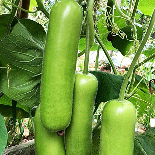 TOYHEART 30 Stück Premium-Gemüsesamen, Zucchini-Samen GVO-nahrhaftes Grünes Pflanzen Von Gemüsesämlingen Für Den Bauernhof Grün von TOYHEART