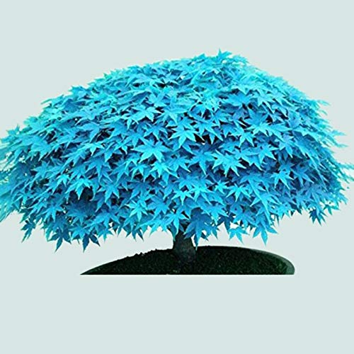 TOYHEART 30Pcs Premium Blumensamen, Ahornbaumsamen Seltene Pflanzen Dekorative Blaue Dekorative Pflanzensämlinge Für Rasen Blau von TOYHEART