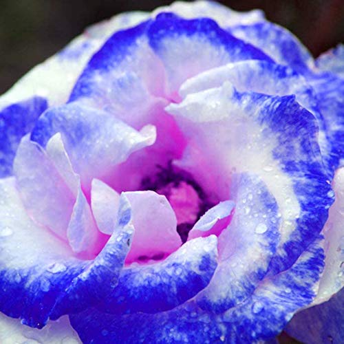 TOYHEART 30Pcs Premium Blumensamen, Rosensamen Duftende Seltene Pflanzen Blau-rosa Blüte Desktop-Pflanzensamen Für Den Gartens Blau von TOYHEART