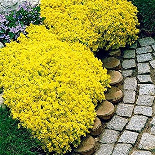 TOYHEART 400Pcs Premium Blumensamen Creeping Thymian Seeds High Yield Easy To Grow Mehrjährige Bonsai-Samen Für Rasen Gelb von TOYHEART