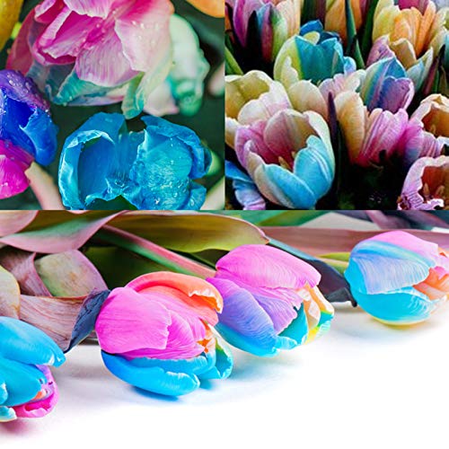 TOYHEART 5 Stück Premium Blumensamen, Tulpensamen Natürliche Produktive Mehrjährige Regenbogenfarbe Tulpenzwiebeln Samen Für Den Innenhof Regenbogen von TOYHEART