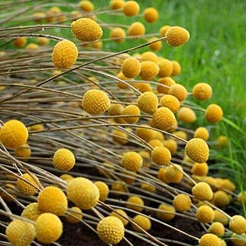 TOYHEART 50 Stück Premium Blumensamen, Blumensamen Ohne GVO Voller Vitalität Gelb Einfache Pflanze Billy Buttons Samen Zum Pflanzen Gelb von TOYHEART