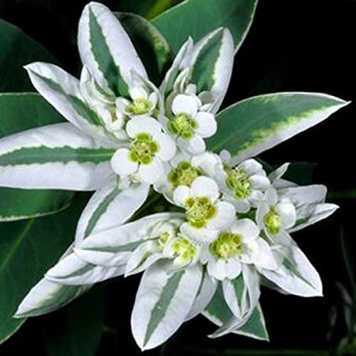 TOYHEART 50 Stück Premium Blumensamen, Euphorbia Marginata Samen Dekorative Halbimmergrüne Fantastische Gartensamen Mit Mittlerer Bewässerung Für Den Außenbereich Weiß von TOYHEART