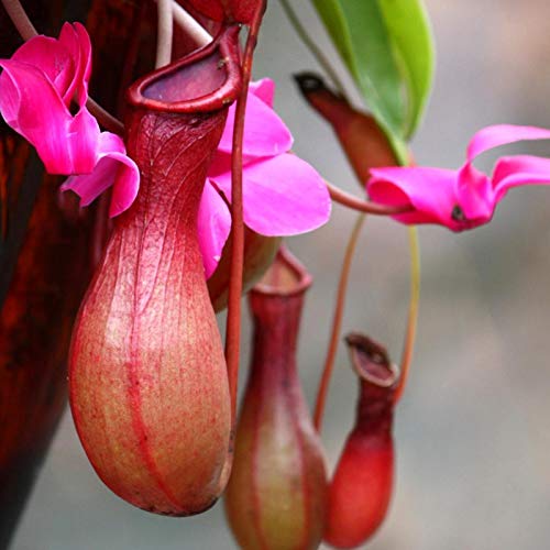 TOYHEART 50 Stück Premium Blumensamen, Nepenthes Samen Dekorative Tropische Mit Beutel Fleischfressende Pflanzen Samen Für Zu Hause rot von TOYHEART