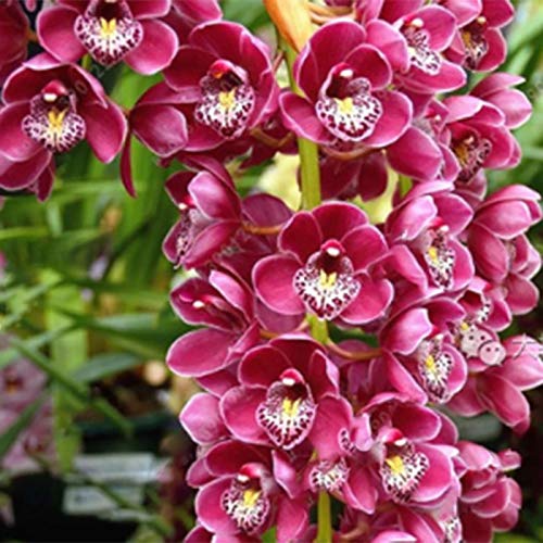 TOYHEART 50 Stück Premium Blumensamen, Phalaenopsis Samen Orchideen Landschaftsbau Ornamente Gemischte Farben Blumenpflanzensämlinge Für Den Garten Weiß von TOYHEART