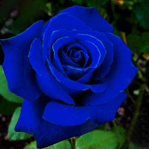 TOYHEART 50 Stück Premium Blumensamen, Rosensamen Natürliche Multi-Use Blaue Rustikale Blumensämlinge Für Den Garten Mitternachtsblau von TOYHEART