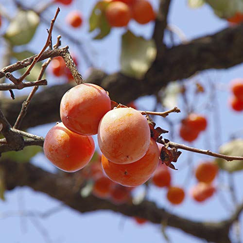 TOYHEART 50 Stück Premium-Fruchtsamen, Persimmon-Samen Kein Pestizid Produktive Köstliche Frucht Persimmon-Sukkulenten-Samen Für Zu Hause Orange von TOYHEART