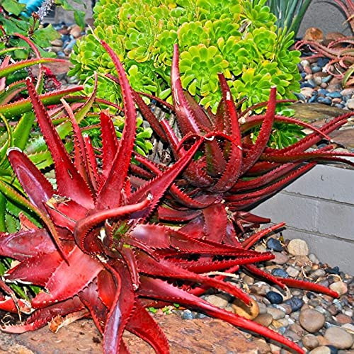 TOYHEART 50 Stück Premium Gemüsesamen, Rote Aloe Vera Samen Einfaches Pflanzen Hochkeimende Immergrüne Lebensfähige Sukkulenten Pflanzensämlinge Für Dach Red von TOYHEART