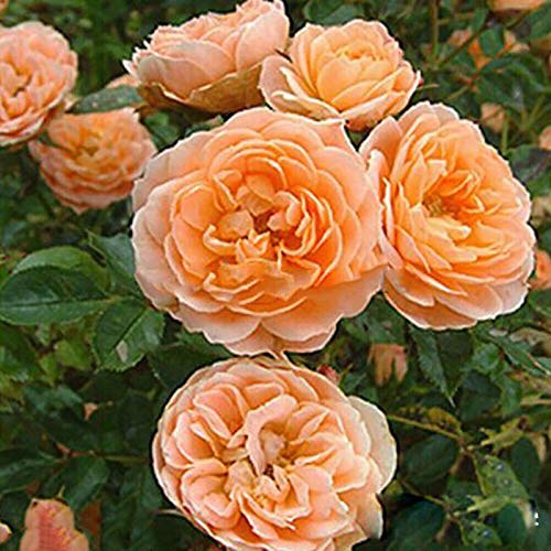 TOYHEART 500Pcs Premium Blumensamen Kletterrosensamen Mehrjährige Einfach Zu Ertragen Mehrfarbige Topfblumensamen Gartendekor Orange von TOYHEART