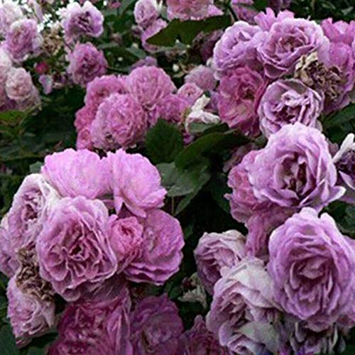 TOYHEART 500Pcs Premium Blumensamen Kletterrosensamen Mehrjährige Einfach Zu Ertragen Mehrfarbige Topfblumensamen Gartendekor Violett von TOYHEART