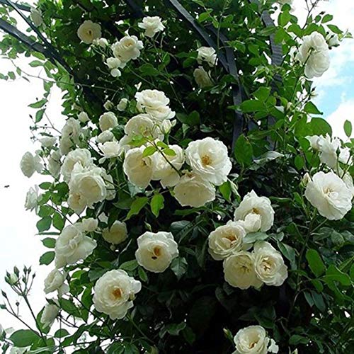 TOYHEART 500Pcs Premium Blumensamen Kletterrosensamen Mehrjährige Einfach Zu Ertragen Mehrfarbige Topfblumensamen Gartendekor Weiß von TOYHEART