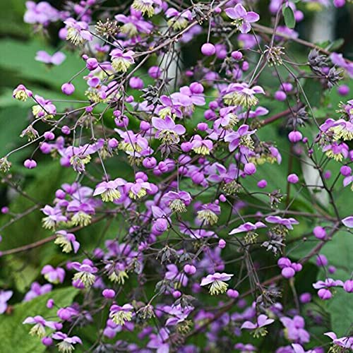 TOYHEART 50Pcs Premium Blumensamen, Thalictrum Rochebrunianum Seeds Reichhaltige Non-GMO Mehrjährige Zierwiese Rue Sämlinge Für Hof Lila von TOYHEART